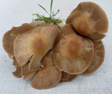 Büscheliger Faserling, Foto 4