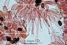 Büscheliger Faserling, Foto 24
