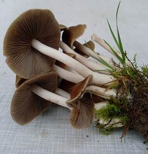 Büscheliger Faserling, Foto 5