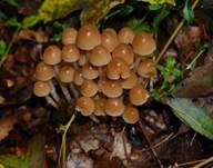 Büscheliger Faserling, Foto 7
