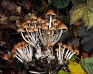 Büscheliger Faserling, Foto 9