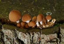 Büscheliger Faserling, Foto 10