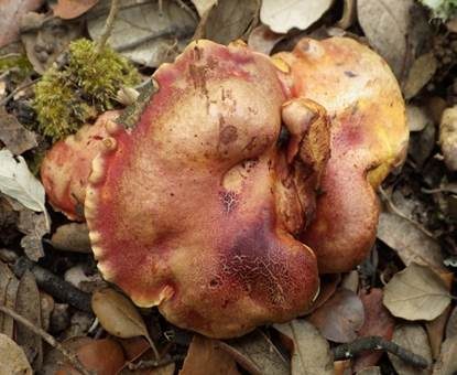 Büscheliger Hexenröhrling, Foto 3