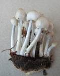 Büscheliger Nitrathelmling, Foto 18
