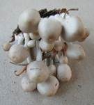 Büscheliger Nitrathelmling, Foto 19