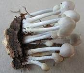 Büscheliger Nitrathelmling, Foto 20