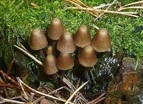 Büscheliger Nitrathelmling, Foto 6
