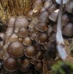 Büscheliger Nitrathelmling, Foto 9