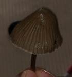 Büscheliger Nitrathelmling, Foto 11