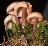 Büschelrübling, Foto 12