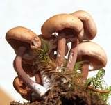 Büschelrübling, Foto 15