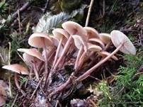 Büschelrübling, Foto 18