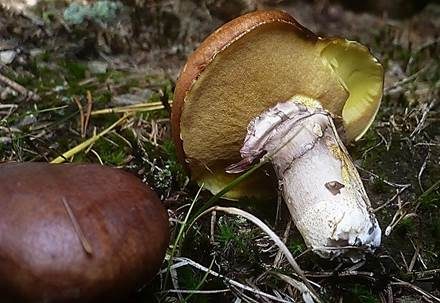 Butterröhrling, Foto 3