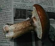 Butterröhrling, Foto 17