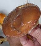 Butterröhrling, Foto 21