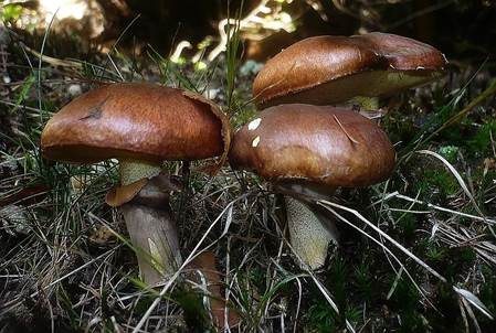 Butterröhrling, Foto 4