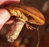 Butterröhrling, Foto 28