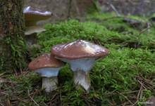 Butterröhrling, Foto 6