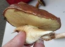 Butterröhrling, Foto 7