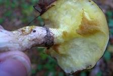 Butterröhrling, Foto 8