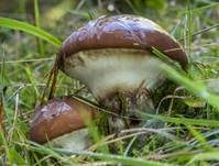 Butterröhrling, Foto 11
