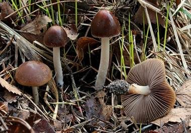 Casca-artiger Faserling, Foto 2