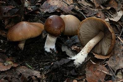 Casca-artiger Faserling, Foto 5