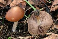 Casca-artiger Faserling, Foto 7