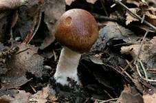 Casca-artiger Faserling, Foto 10