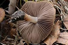 Casca-artiger Faserling, Foto 11