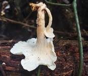 Chinesischer Todespilz, Foto 8