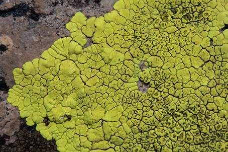 Chlorophanflechte, Foto 2