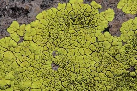 Chlorophanflechte, Foto 4