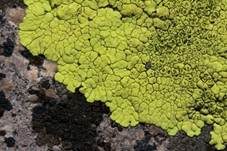 Chlorophanflechte, Foto 5