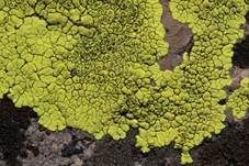 Chlorophanflechte, Foto 6