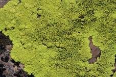 Chlorophanflechte, Foto 7