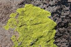 Chlorophanflechte, Foto 8