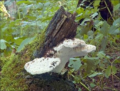 Apfelbaumsaftporling, Foto 3