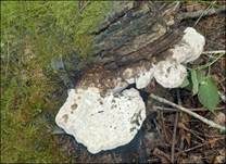 Apfelbaumsaftporling, Foto 8
