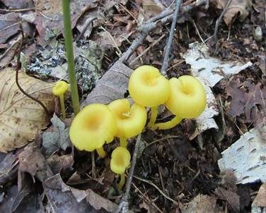 Chromgelber Saftling, Foto 4