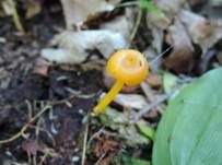 Chromgelber Saftling, Foto 7
