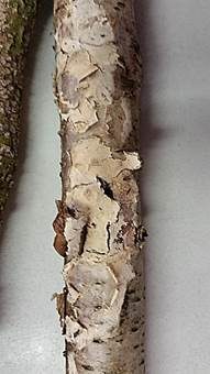 Cremefarbener Zystidenrindenpilz, Foto 3