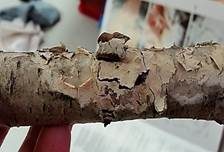 Cremefarbener Zystidenrindenpilz, Foto 5
