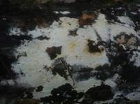 Cremefarbener Zystidenrindenpilz, Foto 8