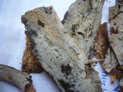 Cremegelber Kammpilz, Foto 2