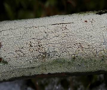 Cremeweiße Stachelhaut, Foto 2