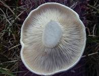 Cremeweißer Krempentrichterling, Foto 8