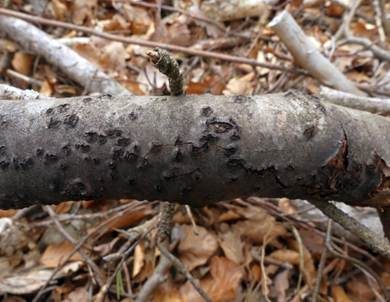 Cytospora-Krebs, Foto 3