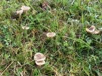 Dattelbrauner Ellerling, Foto 13