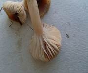 Dattelbrauner Ellerling, Foto 14